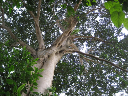 peru monkey island tree
