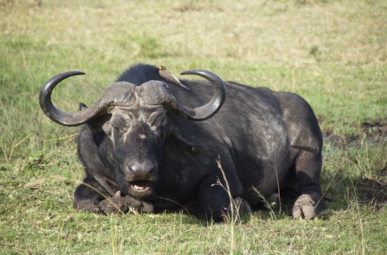 African Cape Buffalo