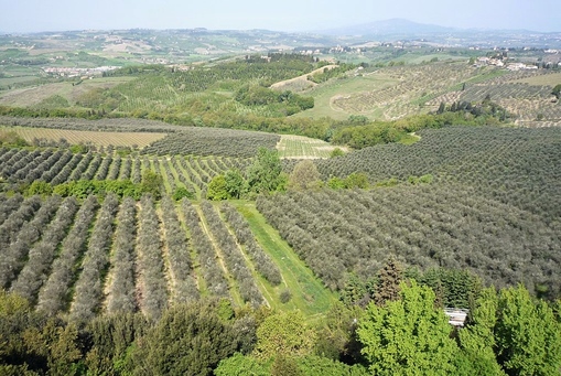 Olive trees Castello di Poppiano Chianti